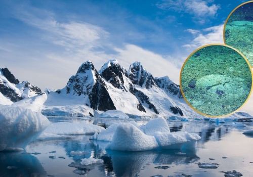 Podwodny robot znalazł pod Antarktyką tysiące jaj. Kto je złożył?