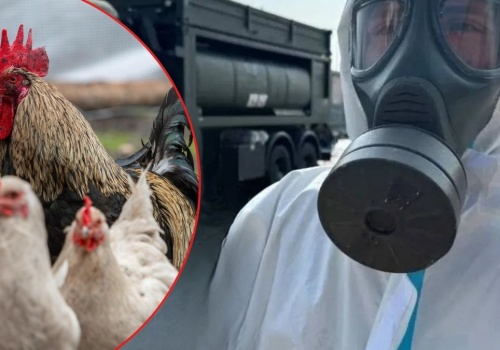 Alarm na fermach w Niemczech. Wybito już 125 tys. zwierząt, ogniska zachorowań także w Polsce