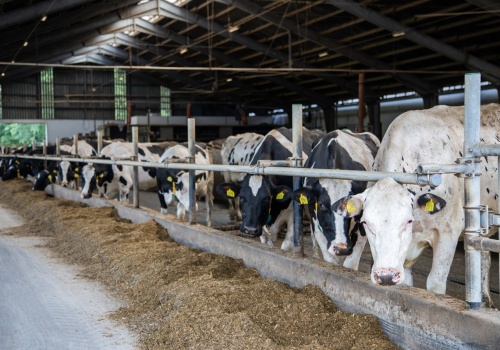 Przełom w walce z chorobą niebieskiego języka. UE upraszcza przepisy