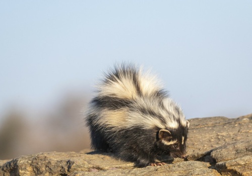 Nawet lwy się jej boją. Smród większy niż u skunksa