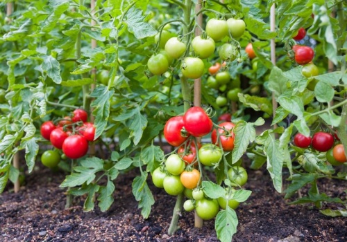 W miejscu na pomidory, najpierw wysiej to. Obrodzą tak, że głowa mała