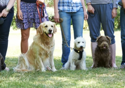 Wrocławskie schronisko szuka ludzi, którzy wyjdą z psami na spacery
