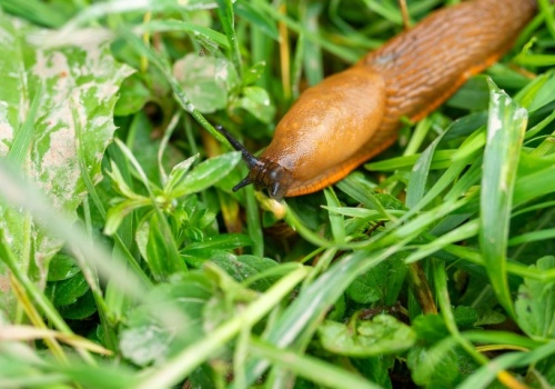 Po deszczu wyjdź do ogrodu i rozlej na trawniku. Ślimaki uciekną, gdzie pieprz rośnie