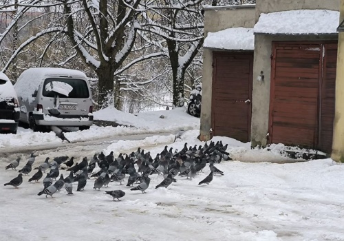 Sąsiedzka wojna o gołębie. Setki ptaków terroryzują mieszkańców olsztyńskiego wieżowca