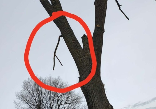 Strażacy wezwani do… gałązki