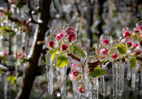 160 mln zł trafiło do rolników poszkodowanych przymrozkami