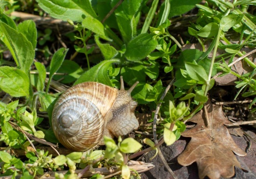 Ogrodnicy robią z nich barierę nie do przejścia. Ślimaki nie znoszą tego kuchennego odpadu