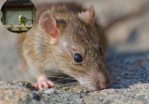 Masz karmnik dla ptaków? Ten niepozorny błąd może ściągnąć do ogrodu szczury. Ogrodnicy polecają prosty trik