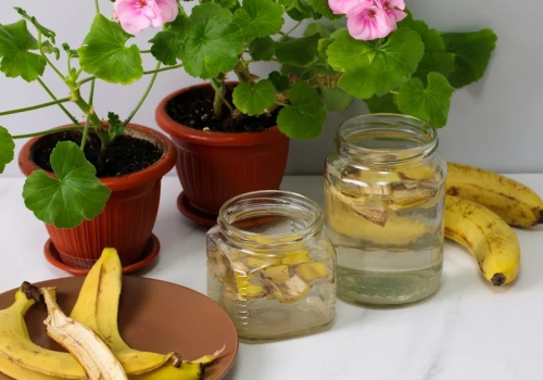 Pokrój, zalej wodą, zaczekaj na bąbelki. Rośliny rosną po tym szybciej niż po nawozie