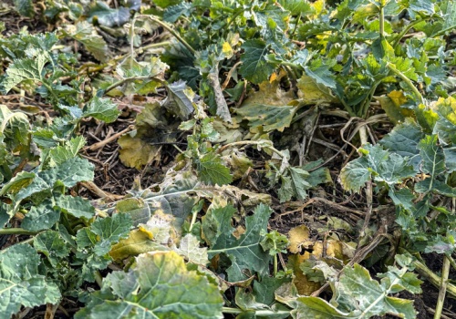 Kiedy bor w rzepaku? Dwa kluczowe warunki