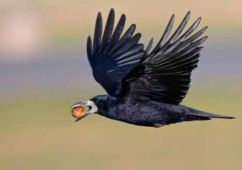 Były u nas liczne, już nie są. 