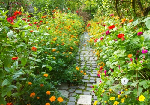 Posiej te kwiaty w marcu. Latem ogród będzie tonął w kolorach