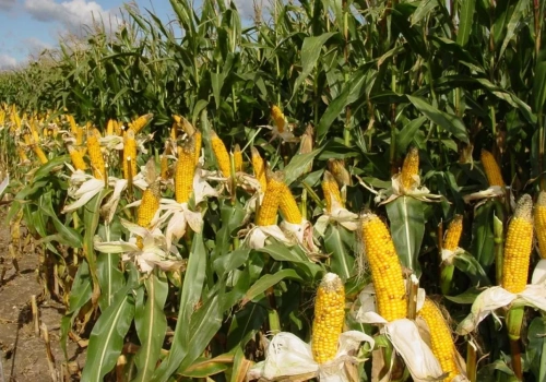 Jak wybrać kukurydzę na kiszonkę? Liczy się strawność i stay green