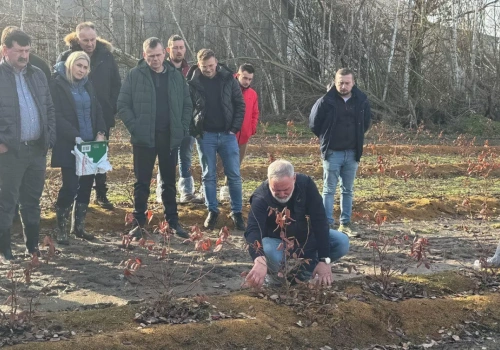 Zagon, woda, cięcie: jak zbudować plantację borówki gotową na zbiór kombajnem?