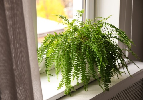 Podlewam tym paprotkę od lat. Wygląda jak z okładki magazynu ogrodniczego