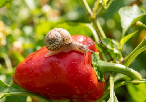 Na podwórku nie pojawi się ani jeden ślimak. Przyjemny dla ludzi zapach skutecznie je odstraszy