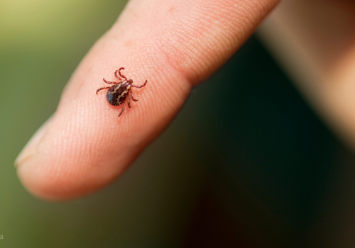 Naukowcy sprawdzili, którą grupę krwi najbardziej lubią kleszcze