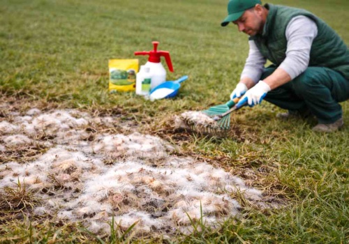 Pleśń śniegowa znika z trawnika w mig. Ten zabieg to najlepsza „odtrutka”