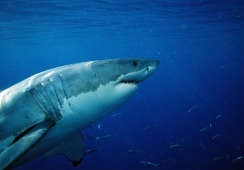 Była ósma rano, gdy zaatakował. Od 20 lat nie było takiej sytuacji