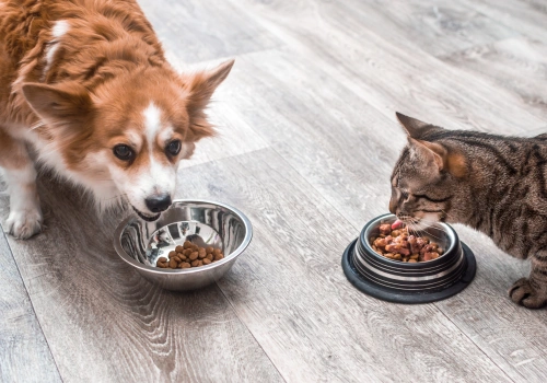 Polacy wydali 4,7 mld zł na karmę dla zwierząt w 2025 roku