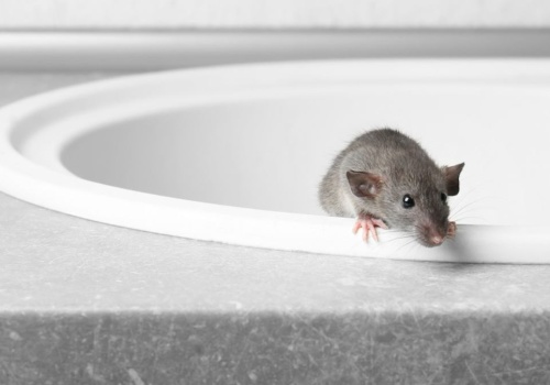 Problem z myszami w domu? Wystarczy położyć kilka listków. Gryzonie będą trzymać się z daleka