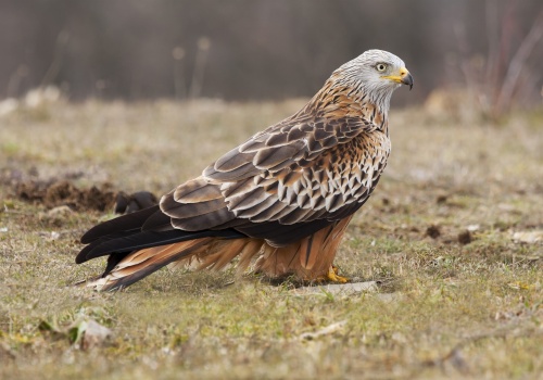 W regionie tarnowskim pojawiło się nowe ognisko ptasiej grypy