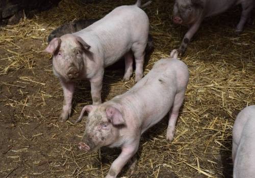 A.Dargiewicz: Krajowy rynek tuczników w fazie silnej zwyżki. Jeden z najbardziej wzrostowych w całej Unii Europejskiej