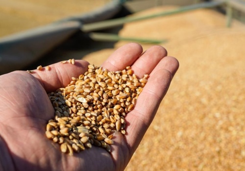 Zbożowy marazm w Polsce. Nadmiar ziarna dusi ceny