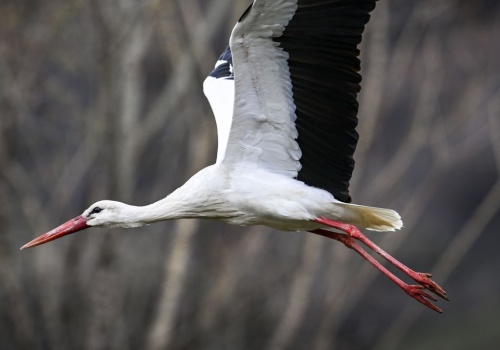 Wiemy, gdzie są polskie bociany. Kierują się w środek wojny