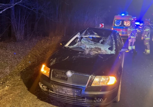 Łoś wtargnął na krajową drogę. Kierowca trafił do szpitala