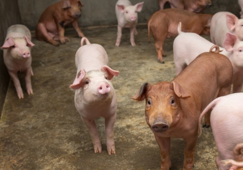 Dargiewicz: Ceny tuczników rosną w całej Europie. Polska jednym z liderów wzrostów