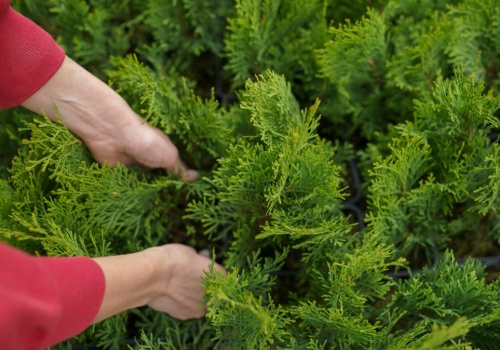Jak zagęścić tuje? Sekret tkwi w przycinaniu czubków