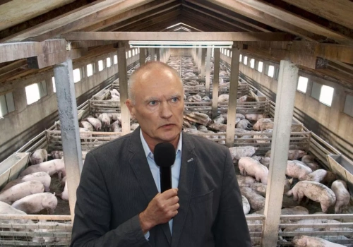 Droższy gaz i paliwo przez wojnę. Co stanie się z cenami świń?