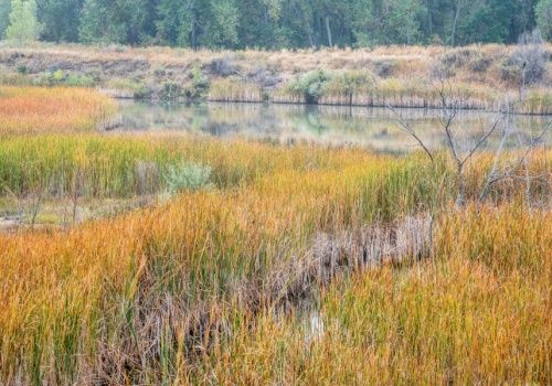 Centrum Ochrony Mokradeł: ochrona mokradeł przynosi korzyści rolnikom i lokalnym mieszkańcom