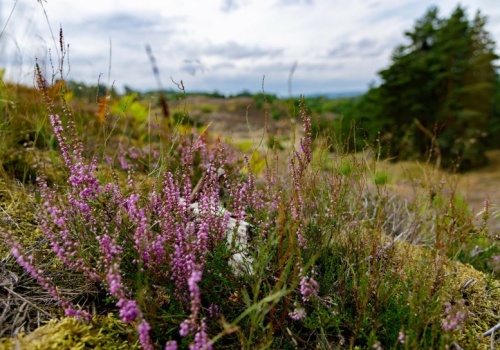 Najdalej wysunięte na zachód miasto w Polsce. Słynie z wyjątkowego rezerwatu