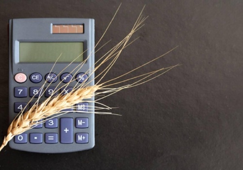 Jakie ceny za zboża i rzepak w portach? O 15 zł/t podrożała pszenica konsumpcyjna ze zbiorów 2026 r.