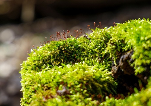 Przestępstwo na cmentarzu. Oskarżonych pogrążył... kawałek mchu