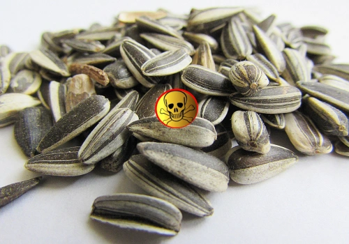 Alarm w sprawie Mercosur! Skażony słonecznik z Argentyny wykryty w Bułgarii. Kolejne statki już płyną do Europy