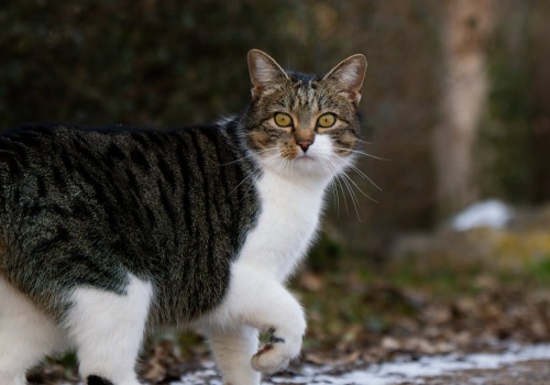 Urzędnik chętnie zrobi z ciebie właściciela kota. Mimo że nakarmiłeś zwierzaka tylko raz