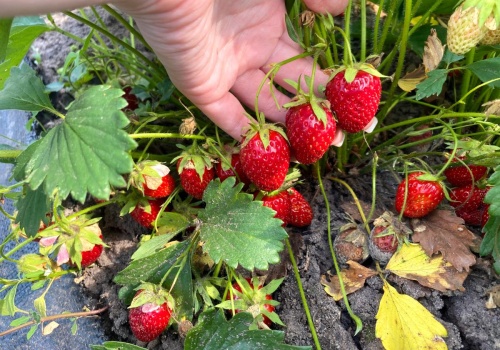 Marzec to moment prawdy dla truskawek. Pominięcie tej rzeczy może kosztować cię połowę plonów
