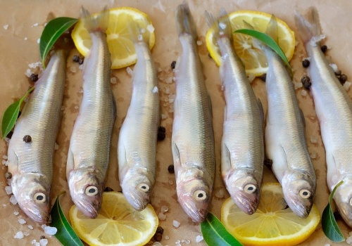 Polacy całkiem zapomnieli o tej rybie. Jest lepsza od dorsza i łososia razem wziętych