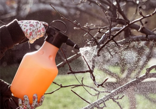 Ten oprysk niszczy jaja szkodników. Mszyce nie zdążą zaatakować drzew