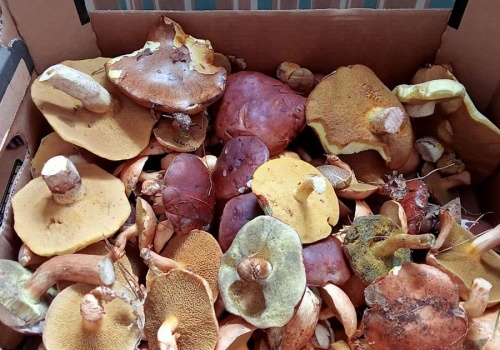 W marcu możesz wypatrywać tych grzybów! Kosze w niektórych regionach mogą się szybko zapełnić