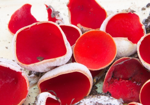 Polacy omijają z daleka. To błąd - ma nietuzinkowy smak