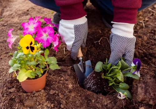 Ogrodnicy robią to z bratkami już w marcu. Dzięki temu kwitną aż do jesieni