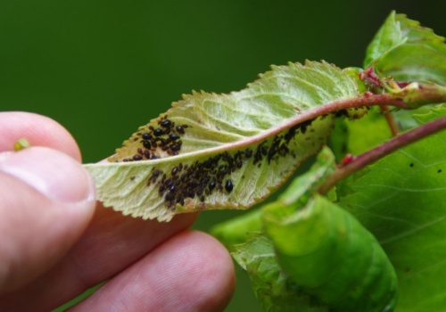 Nie wyrzucaj, tylko rozwieś na gałęziach. Wszystkie mszyce pouciekają