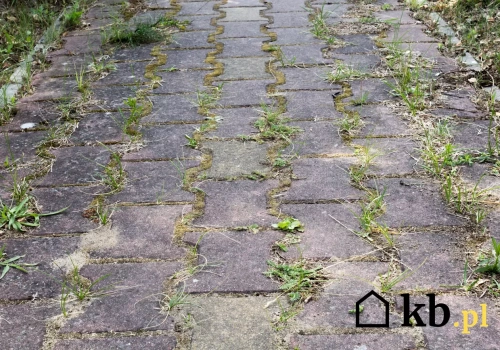 Zaniedbana kostka brukowa? Ten domowy trik działa szybciej niż myjka ciśnieniowa