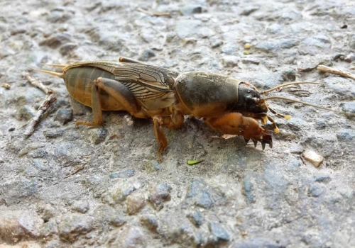 Wlej do słoika i zakop w ziemi. Turkucie nie oprą się zapachowi