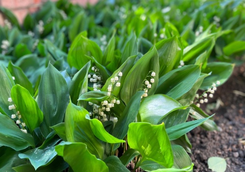 Przyciągają kleszcze jak magnes. Tu czają się ich całe stada