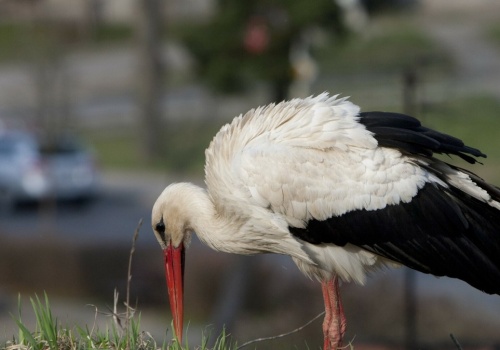 Bociany wracają wcześniej niż zwykle. Dlaczego tak się dzieje?